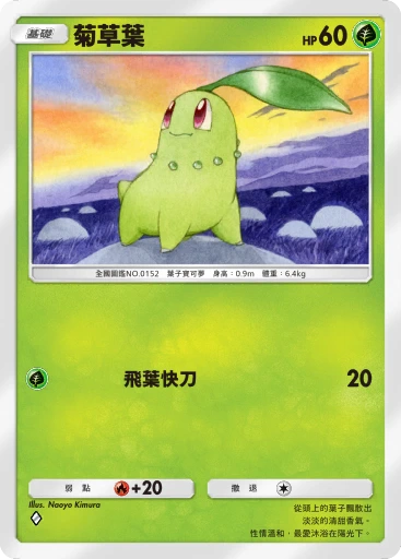 菊草葉
